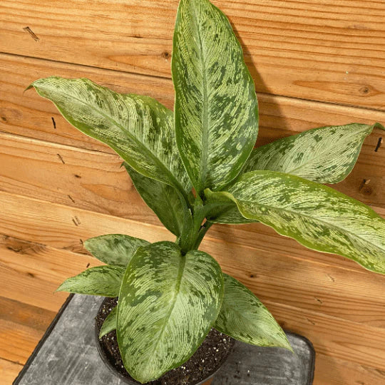 Dieffenbachia 'Snow'