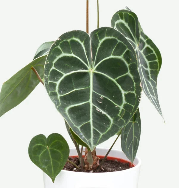 Anthurium clarinervium