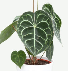Anthurium clarinervium