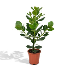 Clusia rosea ‘Princess Tree’