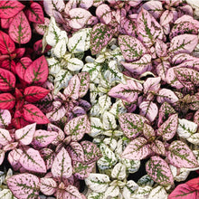 Load image into Gallery viewer, Hypoestes Phyllostachya &#39;Polka Dot Plant&#39;
