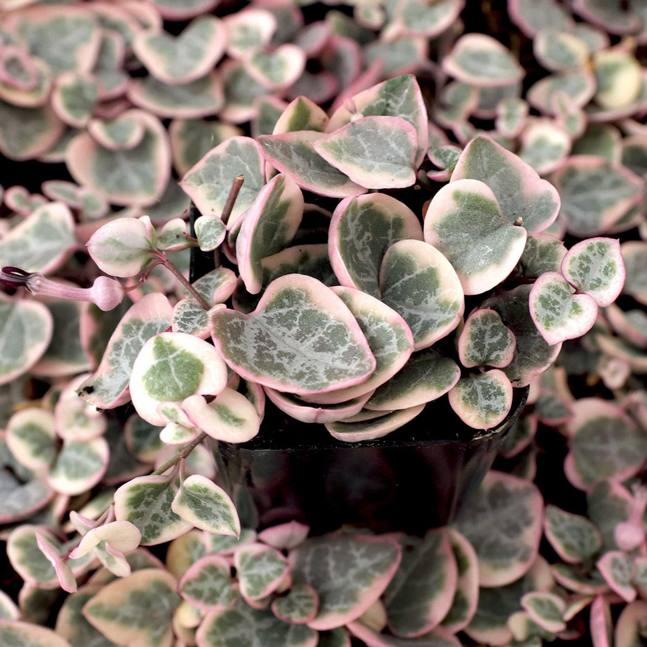 Ceropegia 'String of Hearts Variegated'