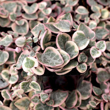 Ceropegia 'String of Hearts Variegated'