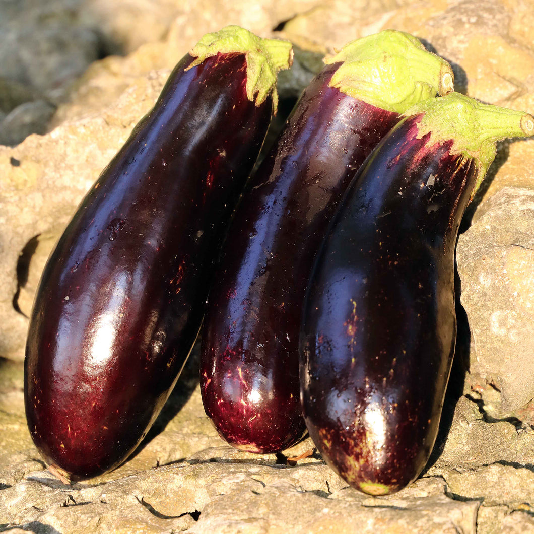 Eggplant, Diamond Organic Seeds