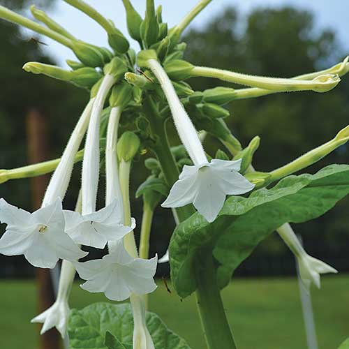 Flower, Night-Scented Tobacco Organic Seeds