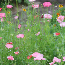 Flower, Bee Feed Mixed Seeds