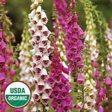 Flower, Giant Spotted Foxglove Organic Seeds