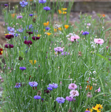 Flower, Bird and Butterfly Mixed Seeds