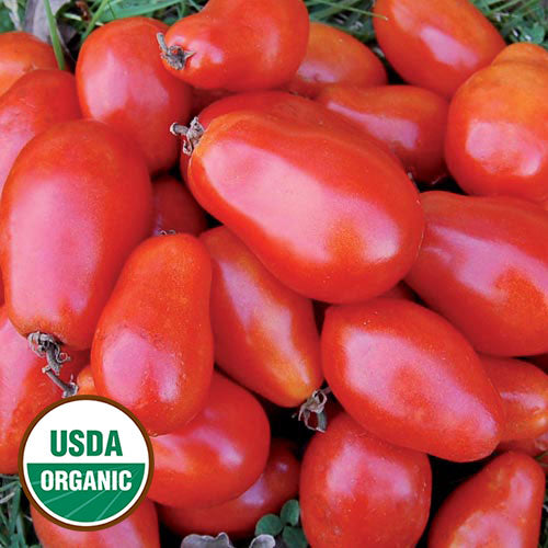 Tomato, Martino’s Roma Organic Seeds