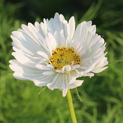 Flower, Fizzy White Cosmos Seeds