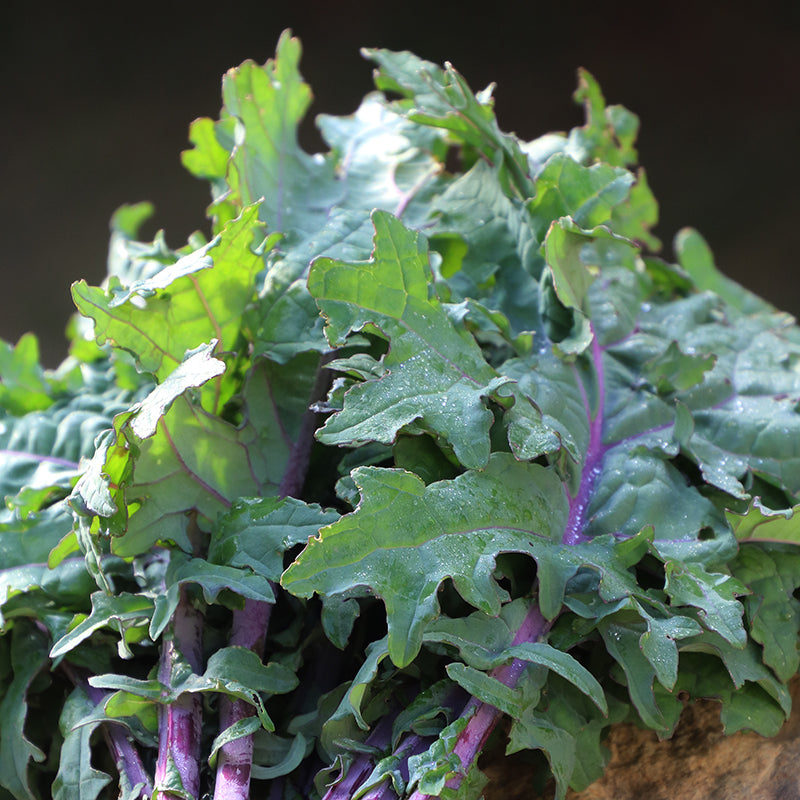 Kale, Greenpeace Organic Seeds