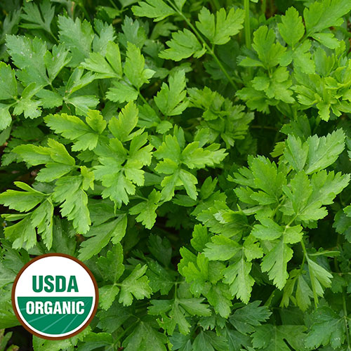 Herb, Giant from Italy Parsley Organic Seeds