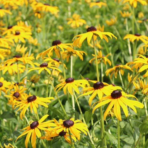 Flower, Black-Eyed Susan Prairie Seeds