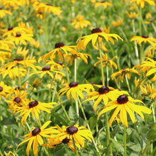 Flower, Black-Eyed Susan Prairie Seeds