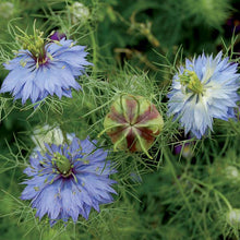 Flower, Love-in-a-Mist “Miss Jekyll" Seeds