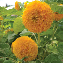 Sunflower, Teddy Bear Seeds