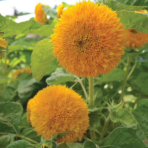 Sunflower, Teddy Bear Seeds