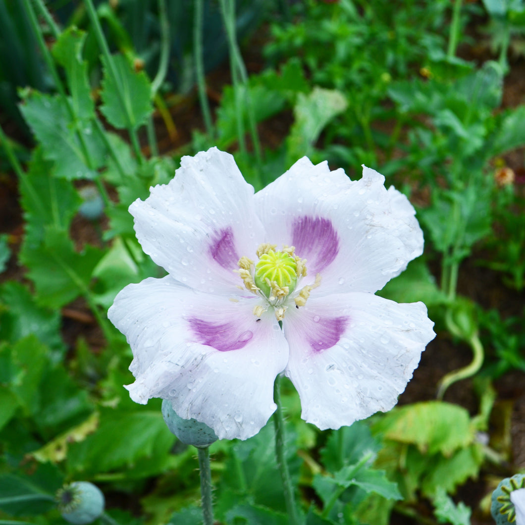 Flower, Elka White Poppy Seeds