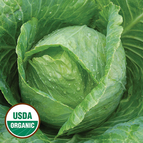 Cabbage, Early Jersey Wakefield Organic Seeds