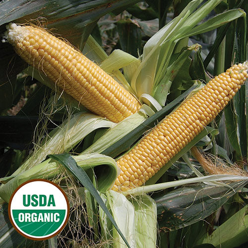 Corn, Golden Bantam Improved Organic Seeds