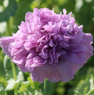 Flower, Lavender Double Poppy Organic Seeds