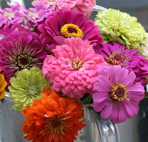 Flower, SSE Zinnia Mix Seed