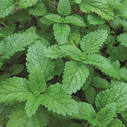 Herb, Lemon Balm Seeds