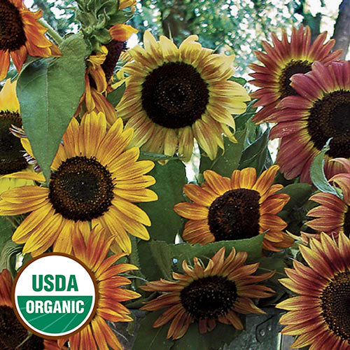Sunflower, Evening Sun Organic Seeds