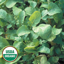 Arugula, Arugula Organic Seeds