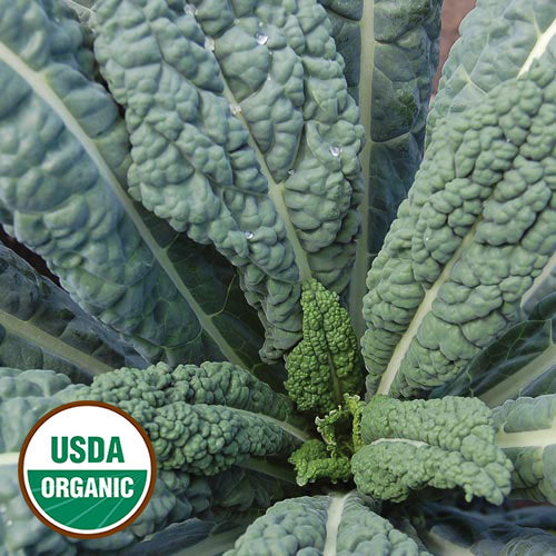 Kale, Lacinato Organic Seeds