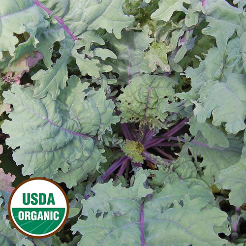 Kale, Red Russian Organic Seeds