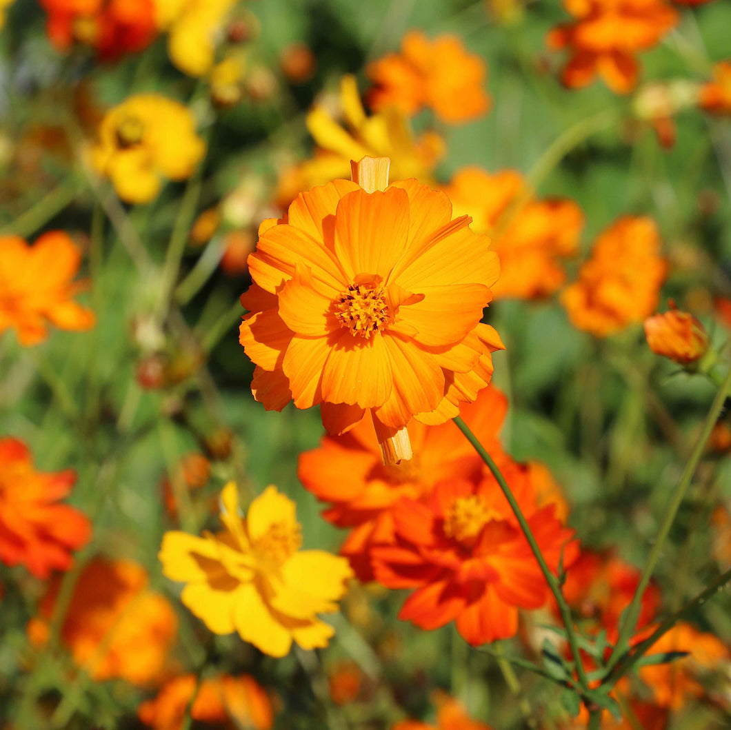 Flower, Diablo Cosmos Seeds