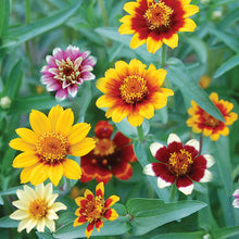 Flower, Persian Carpets Seeds