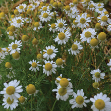 Herb, German Chamomile Seeds