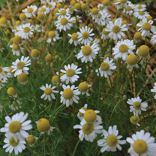 Herb, German Chamomile Seeds