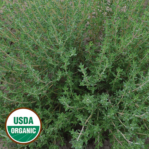 Herb, Thyme Organic Seeds