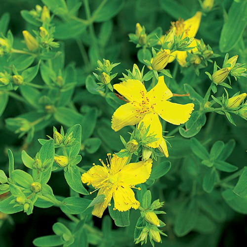 Herb, St. John’s Wort Seeds