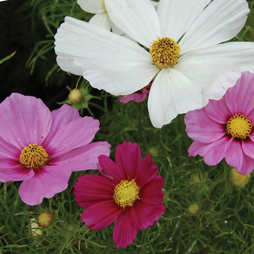 Flower, Sensation Cosmos Mixed Seeds