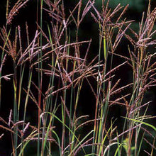 Flower, Big Bluestem Grass Prairie Seeds