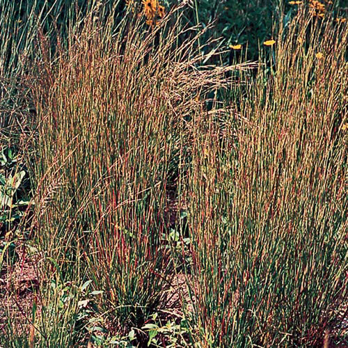 Flower, Little Bluestem Grass Prairie Seeds