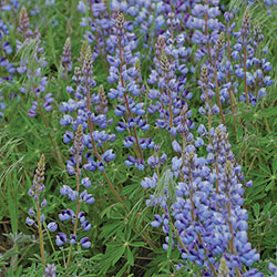 Flower, Lupine Prairie Seeds