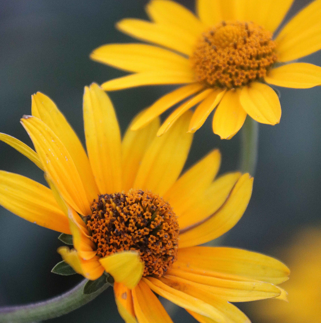 Flower, Ox Eye Sunflower Prairie Seeds