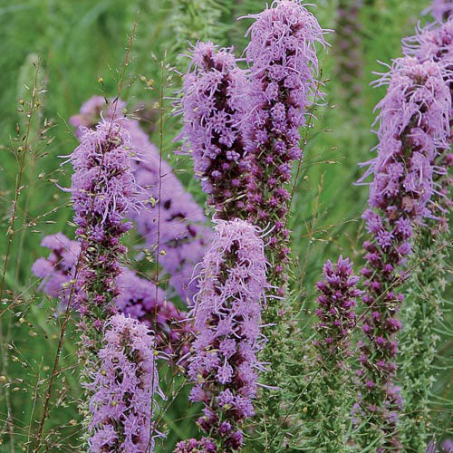 Flower, Blazingstar Prairie Seeds