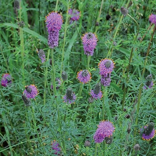Flower, Purple Prairie Clover Seeds