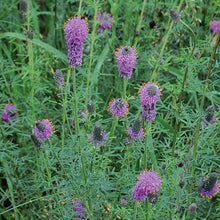 Flower, Purple Prairie Clover Seeds