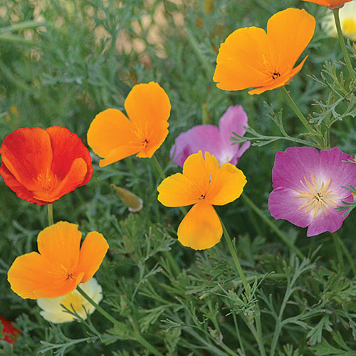 Flower, California Poppy Mixture Mixed Seeds