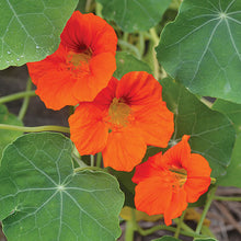 Flower, Nasturtium Empress of India Seeds