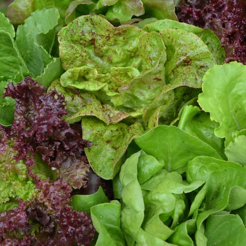 Lettuce, SSE Mix Organic Seeds