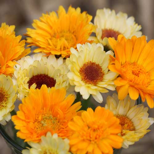 Flower, Calendula Mixture Mixed Seeds