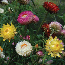 Flower, Strawflower Mixed Seeds